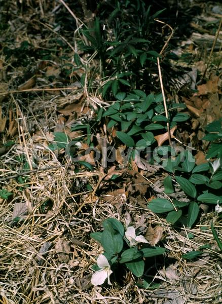 White blooms; Deciduous; Broadleaf; North American Native