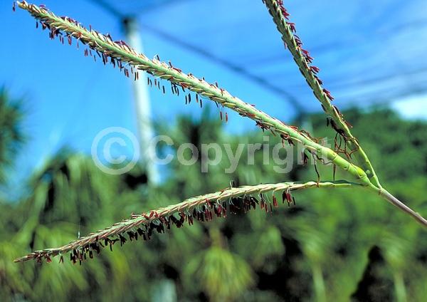Yellow blooms; Evergreen; Semi-evergreen; North American Native