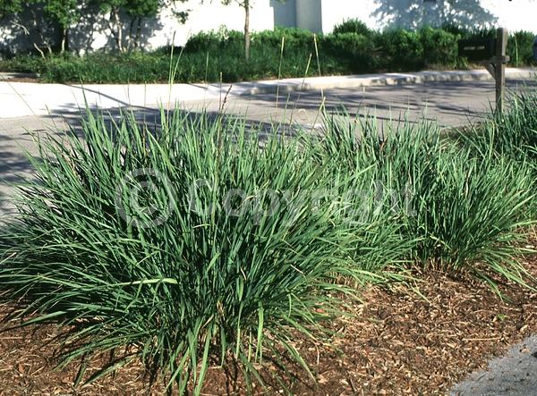 Yellow blooms; Evergreen; Semi-evergreen; North American Native