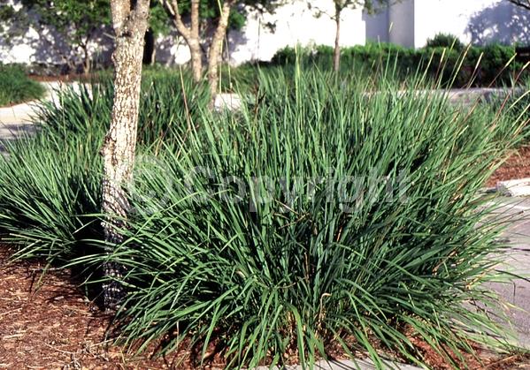 Yellow blooms; Evergreen; Semi-evergreen; North American Native