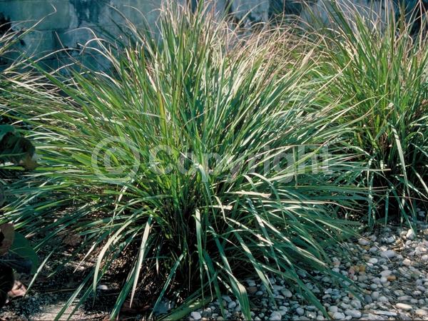 Yellow blooms; Evergreen; Semi-evergreen; North American Native