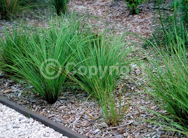 Yellow blooms; Evergreen; Semi-evergreen; North American Native