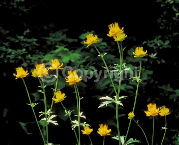 Yellow blooms; Deciduous; Broadleaf