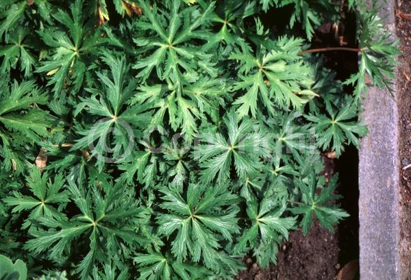 Unknown blooms; Deciduous