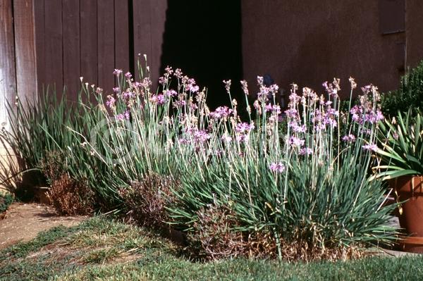 Pink blooms; Lavender blooms; Evergreen; Needles or needle-like leaf