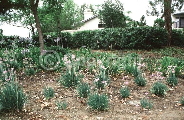 Pink blooms; Lavender blooms; Evergreen; Needles or needle-like leaf