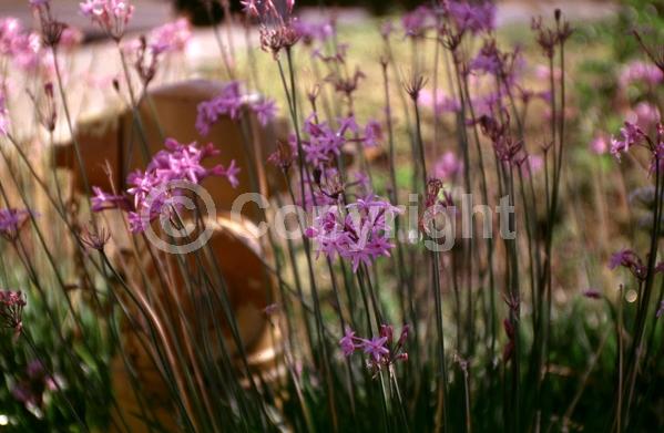 Pink blooms; Lavender blooms; Evergreen; Needles or needle-like leaf