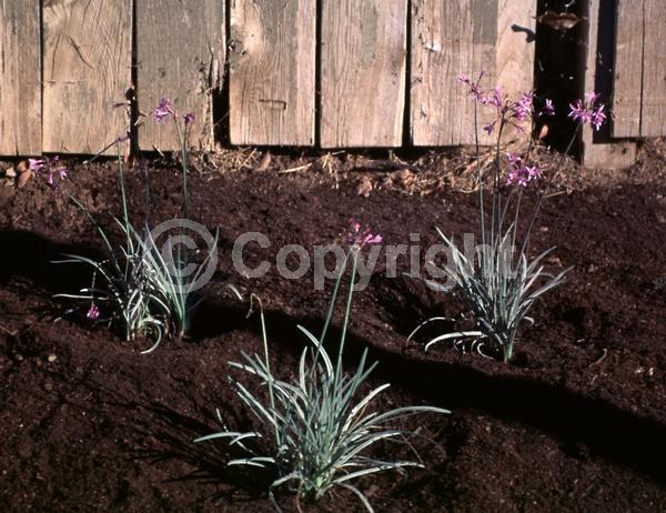 Pink blooms; Evergreen; Needles or needle-like leaf