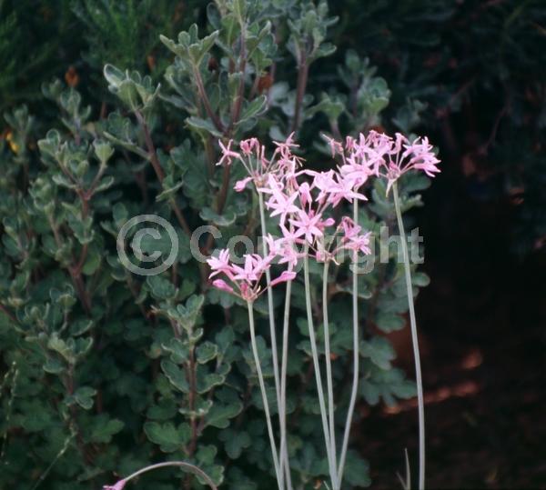 Pink blooms; Evergreen; Needles or needle-like leaf