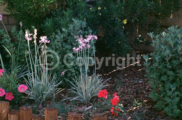 Pink blooms; Evergreen; Needles or needle-like leaf