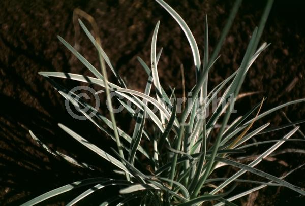 Pink blooms; Evergreen; Needles or needle-like leaf