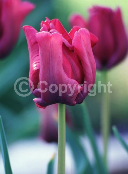 Blue blooms; Purple blooms; Deciduous; Broadleaf