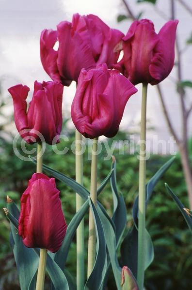 Blue blooms; Purple blooms; Deciduous; Broadleaf