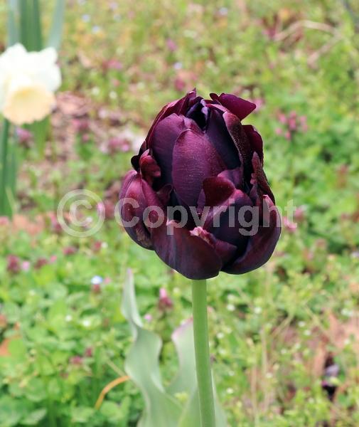 Purple blooms; Deciduous; Broadleaf