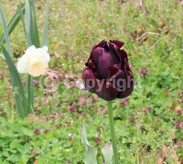 Purple blooms; Deciduous; Broadleaf