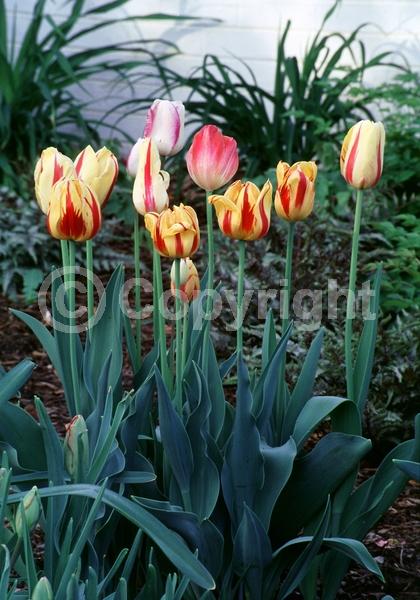 Red blooms; Orange blooms; Yellow blooms; Purple blooms; White blooms; Brown blooms; Lavender blooms; Rust or bronze blooms; Black blooms; Deciduous; Broadleaf