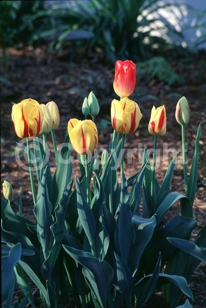 Red blooms; Orange blooms; Yellow blooms; Purple blooms; White blooms; Brown blooms; Lavender blooms; Rust or bronze blooms; Black blooms; Deciduous; Broadleaf