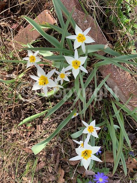 White blooms; Deciduous; Broadleaf