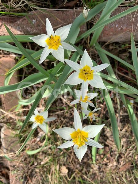 White blooms; Deciduous; Broadleaf