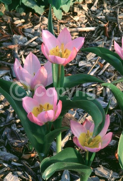 Purple blooms; Deciduous; Broadleaf