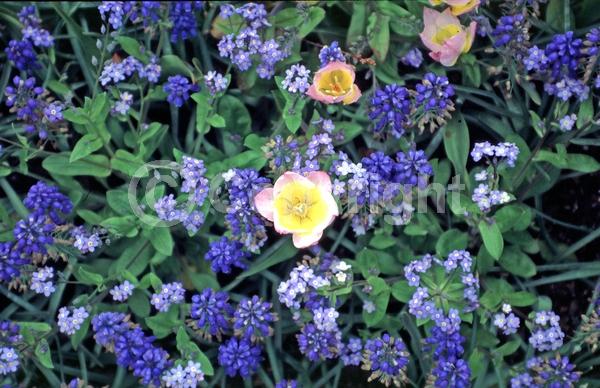 Purple blooms; Deciduous; Broadleaf