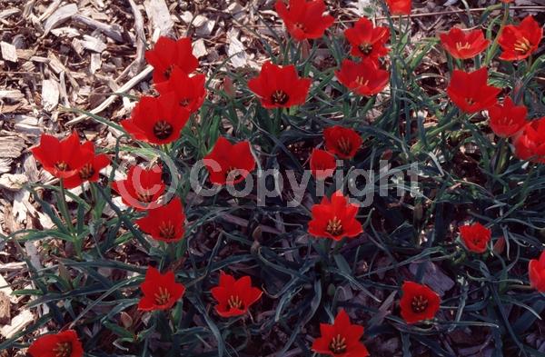 Red blooms; Deciduous; Broadleaf