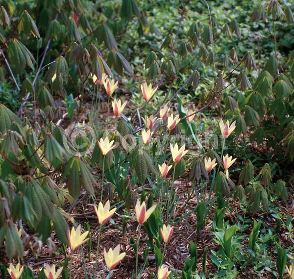 Red blooms; White blooms