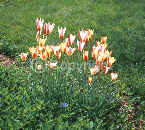 Red blooms; White blooms