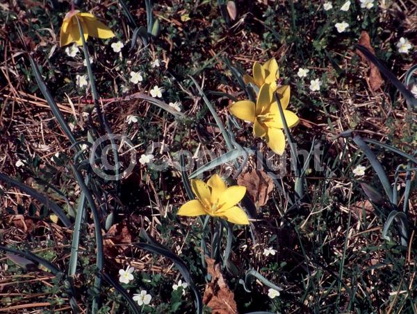 Yellow blooms; Purple blooms