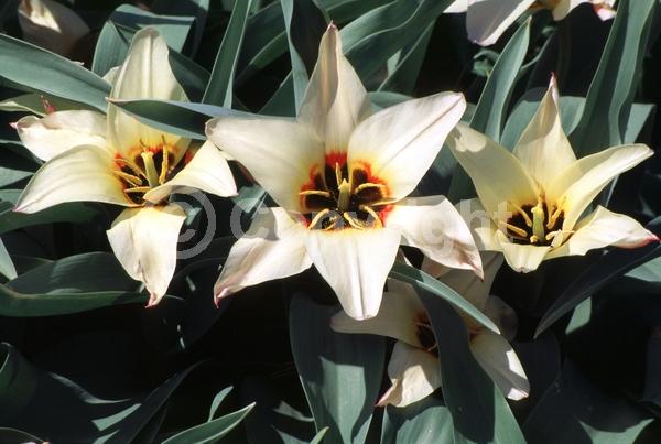 Red blooms; White blooms; Deciduous; Broadleaf