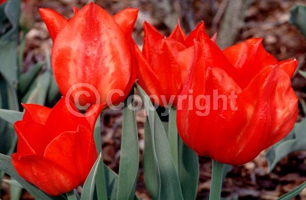 Red blooms; Deciduous; Broadleaf