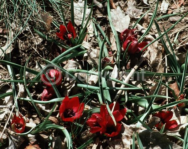 Red blooms; Deciduous; Broadleaf