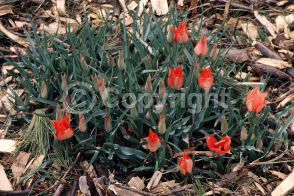 Red blooms; Deciduous; Broadleaf