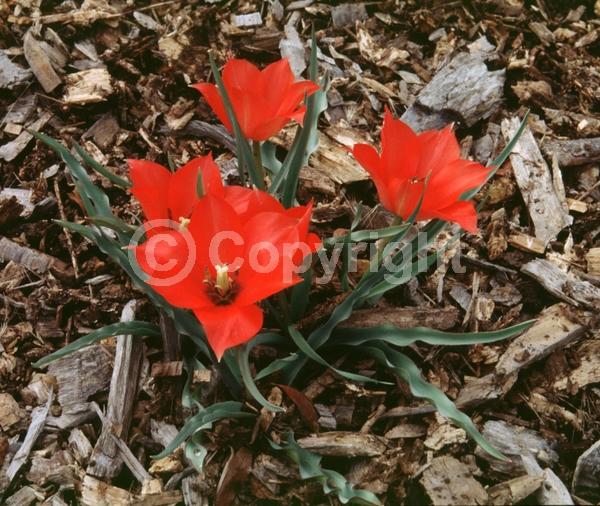 Red blooms; Deciduous; Broadleaf