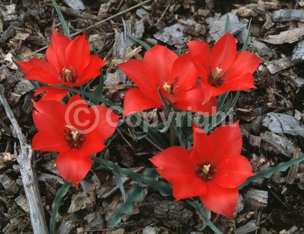 Red blooms; Deciduous; Broadleaf