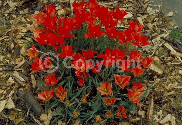 Red blooms; Deciduous; Broadleaf
