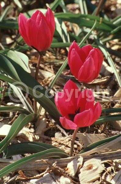 Pink blooms; Deciduous; Broadleaf