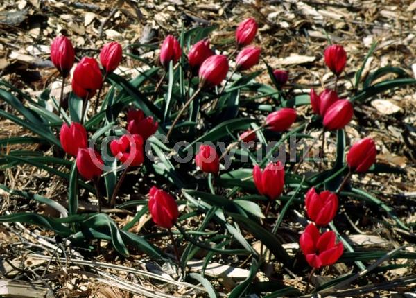 Pink blooms; Deciduous; Broadleaf