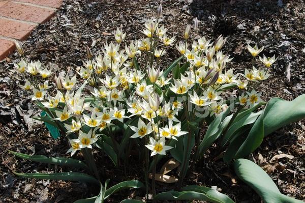 Yellow blooms; White blooms; Deciduous; Broadleaf