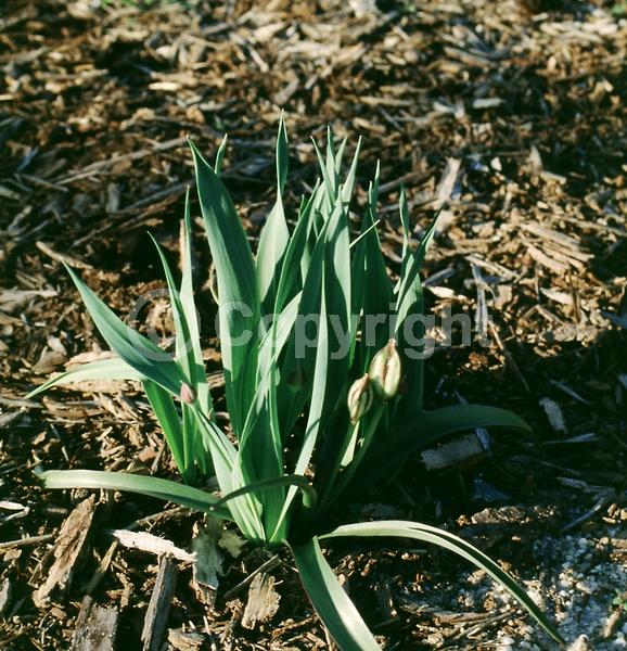 Yellow blooms; White blooms; Deciduous; Broadleaf