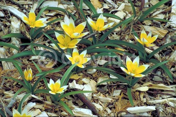 Yellow blooms; White blooms; Deciduous; Broadleaf