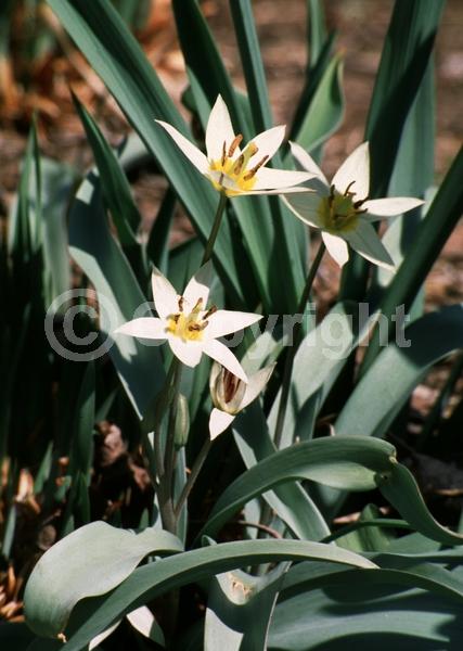 White blooms; Deciduous; Broadleaf