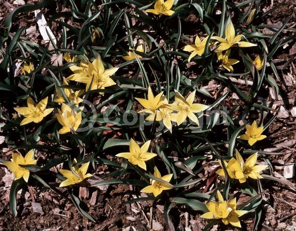 Yellow blooms; Deciduous; Broadleaf