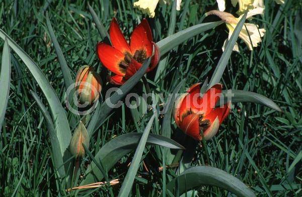 Red blooms; Deciduous; Broadleaf