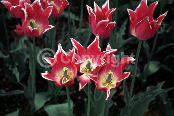 Red blooms; Deciduous; Broadleaf