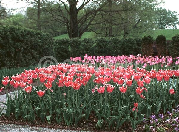 Red blooms; Deciduous; Broadleaf