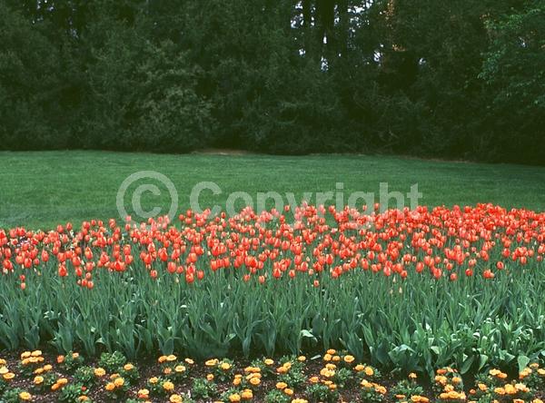 Orange blooms; Purple blooms; Deciduous; Broadleaf
