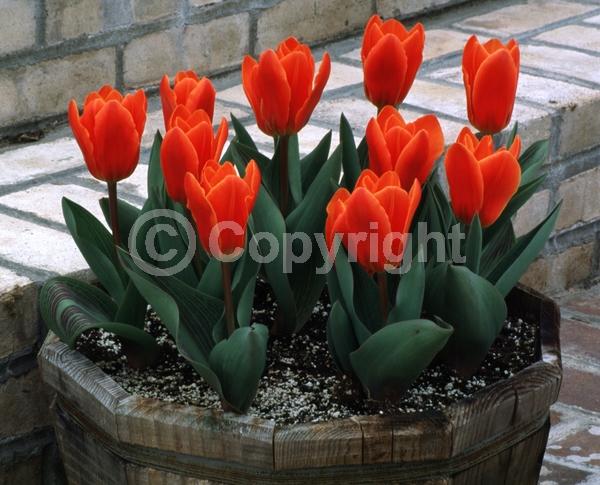 Red blooms; Deciduous; Broadleaf