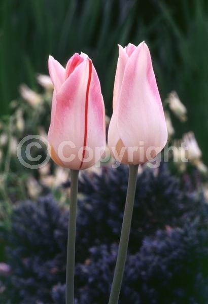 Pink blooms; Deciduous; Broadleaf