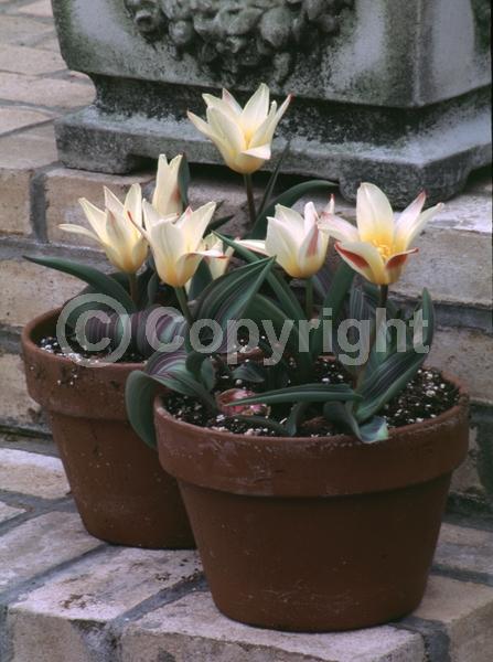 White blooms; Deciduous; Broadleaf
